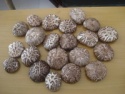 dried shiitake mushroom smooth mushroom - product's photo
