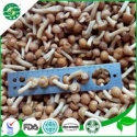 frozen nameko mushroom  - product's photo