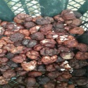 mushroom hot sale wild black or white truffle from yunnan - product's photo