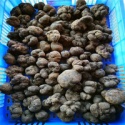 new crop 4-8cm fresh black tuber 100% wild black truffle - product's photo