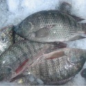 tilapia whole round - product's photo