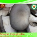 qualified environmental friendly perfect mushroom growing kits - product's photo