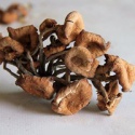 chuanzhen qingchuan blue bar fungus - product's photo