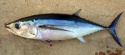 the ship frozen bonito fish - product's photo