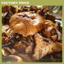 armillaria mellea mushroom - product's photo
