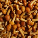 	 brown color and cultivated mushroom - product's photo