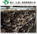 shiitake mushroom spawn - product's photo