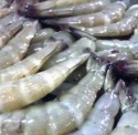 wholesale frozen seafood exporter and trading companies - product's photo