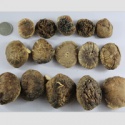 mushroom b grade - product's photo