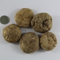 mushroom spring smooth 5-6cm - product's photo
