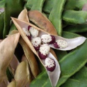 good quality kidney bean - product's photo