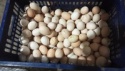 egg - product's photo
