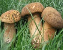 top quality chinese dried king bolete mushrooms - product's photo