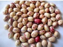 light speckled kidney beans - product's photo