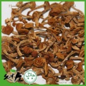 wildness hazel-mushroom - product's photo
