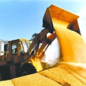 soy beans - product's photo