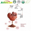 high quality reishi mushroom extract powder - product's photo