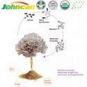 100% natural unique health care product maitake - product's photo