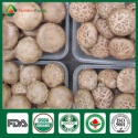 shiitake mushroom spawn - product's photo