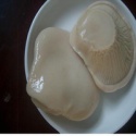 canned bailing mushroom( organic mushroom) - product's photo