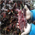deep colour sweet paprika - product's photo