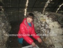 organic oyster mushroom spawn - product's photo