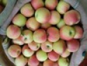 fresh red gala apple - product's photo