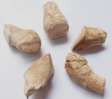 dried shiitake mushroom stem / root 1.2cm up diameter - product's photo