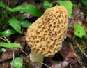 morchella esculenta - product's photo