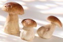 2016 fresh boletus edulis cube - product's photo