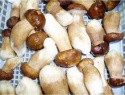 rare edible dried black fungus - product's photo
