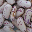 new corp sugar beans factory - product's photo