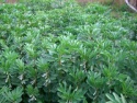 bulk beans - product's photo