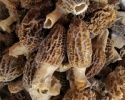 frozen morel mushroom - product's photo