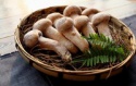 	 frozen edulis matsutake - product's photo