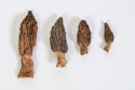 edible morel mushroom  - product's photo