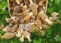fresh morel/morchella esculenta - product's photo