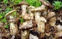 bulk round wild tricholoma matsutake - product's photo