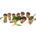 fresh matsutake muchroom  - product's photo