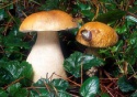 wild porcini dried boletus edulis - product's photo