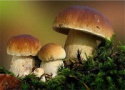 boletus edulis - product's photo