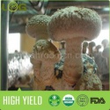 shiitake - product's photo