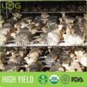 shiitake mushroom - product's photo