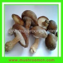 shiitake seeds - product's photo