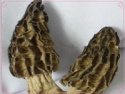 cap size 3=-7cm dry morels - product's photo