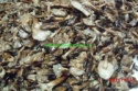 wild mushroom names honey fungus in brine - product's photo