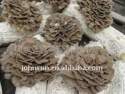 maitake polysaccharide / dancing mushroom - product's photo