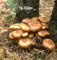 armillaria mellea mushroom extact - product's photo
