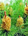 pine needle powder - product's photo