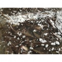 fresh catfish for smoked catfish - product's photo